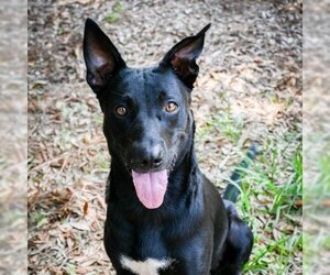 Mutt Dogs for adoption in Milton, FL, USA