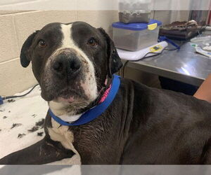 Mutt Dogs for adoption in Moreno Valley, CA, USA