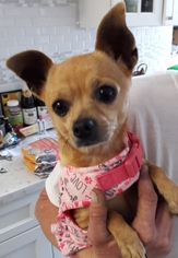Chihuahua Dogs for adoption in Richmond, CA, USA