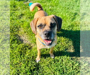 Medium Photo #2 Puggle Puppy For Sale in South Bend, IN, USA