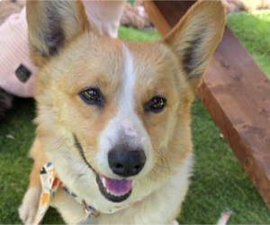 Mutt Dogs for adoption in San Ramon, CA, USA