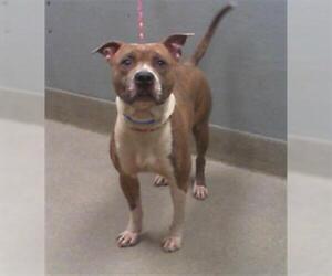 Medium Photo #1 American Pit Bull Terrier-Unknown Mix Puppy For Sale in Las Vegas, NV, USA