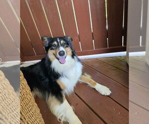 Border Collie-Unknown Mix Dogs for adoption in Springdale, PA, USA