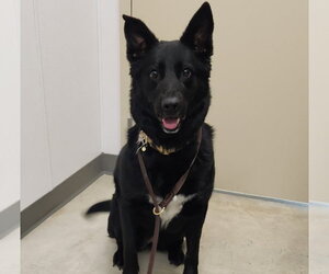 Labsky Dogs for adoption in Fort Collins, CO, USA