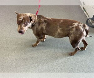 Chinese Shar-Pei-Unknown Mix Dogs for adoption in San Bernardino, CA, USA
