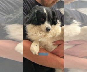 Spaniel-Unknown Mix Dogs for adoption in Chico, CA, USA