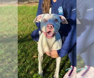 Staffordshire Bull Terrier Dogs for adoption in Sugar Land, TX, USA