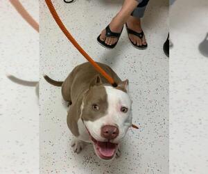 American Pit Bull Terrier Dogs for adoption in Key Largo, FL, USA