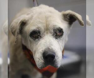 Labrador Retriever-Unknown Mix Dogs for adoption in San Antonio, TX, USA