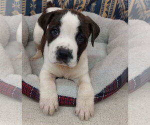 Boxer-Unknown Mix Dogs for adoption in York, SC, USA