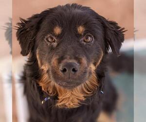 Border Collie Dogs for adoption in Kanab, UT, USA