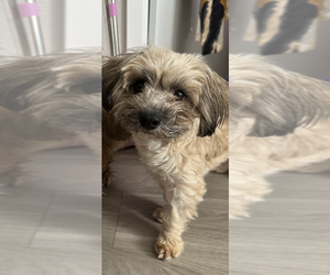 Shih-Poo Dogs for adoption in San Diego , CA, USA