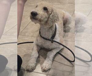 Poodle (Standard) Dogs for adoption in Rosenberg, TX, USA