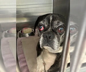 Buggs Dogs for adoption in Rancho Cucamonga, CA, USA