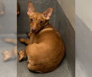 Chihuahua-Unknown Mix Dogs for adoption in San Antonio, TX, USA