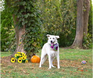 Labrenees Dogs for adoption in Unionville, PA, USA