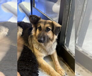 Mutt Dogs for adoption in Studio City, CA, USA