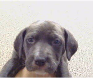 Mutt Dogs for adoption in Sacramento, CA, USA