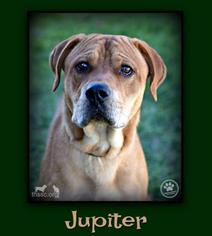 Lab-Pointer Dogs for adoption in Sullivan, IN, USA