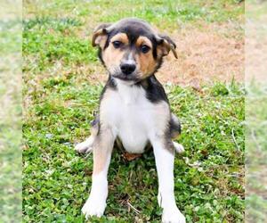 Mutt Dogs for adoption in Cumming, GA, USA