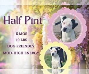 American Pit Bull Terrier-Unknown Mix Dogs for adoption in Martinsburg, WV, USA