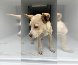 Mutt Dogs for adoption in Houston, TX, USA