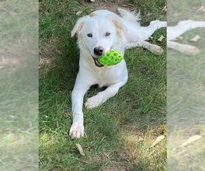 Labrador Retriever-Unknown Mix Dogs for adoption in Sioux Falls, SD, USA