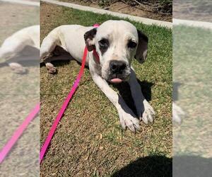 Boxer-Unknown Mix Dogs for adoption in Riverside, CA, USA