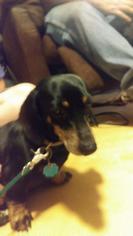 Dachshund Dogs for adoption in Los Banos, CA, USA