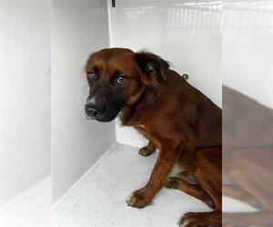 German Shepherd Dog-Unknown Mix Dogs for adoption in Houston, TX, USA