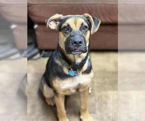 German Shepherd Dog-Unknown Mix Dogs for adoption in Minneapolis, MN, USA