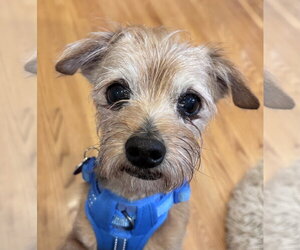 Mutt Dogs for adoption in St. Louis Park, MN, USA