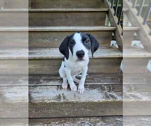 Great Dane Dogs for adoption in Buffalo, MN, USA