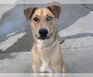 Siberian Husky-Unknown Mix Dogs for adoption in Martinez, CA, USA