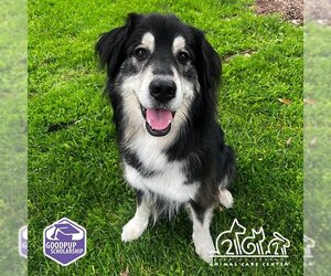 Goberian Dogs for adoption in Irvine, CA, USA