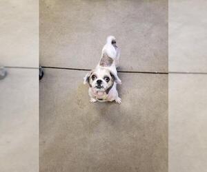 Shih Tzu Dogs for adoption in Gloversville, NY, USA