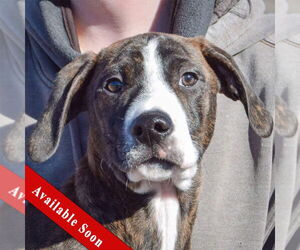 Boxer-Plott Hound Mix Dogs for adoption in Huntley, IL, USA