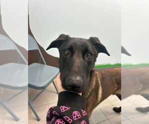 Mutt Dogs for adoption in Imlay City, MI, USA