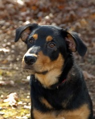 Mutt Dogs for adoption in Fletcher, NC, USA
