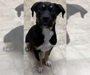 Labrador Retriever-Unknown Mix Dogs for adoption in Augusta, GA, USA