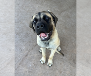 Mastiff Dogs for adoption in Edmond, OK, USA