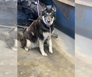 German Shepherd Dog-Huskies Mix Dogs for adoption in Tallahassee, FL, USA