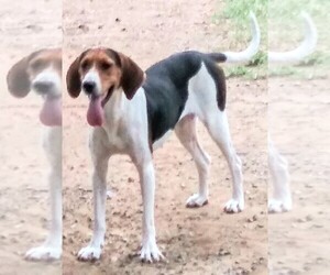 Coonhound Dogs for adoption in Baileyton, AL, USA