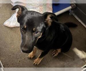German Shepherd Dog-Unknown Mix Dogs for adoption in Camarillo, CA, USA