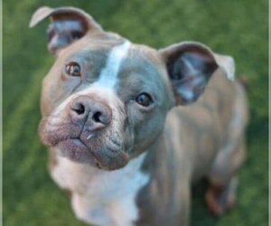American Staffordshire Terrier-Unknown Mix Dogs for adoption in NEWPORT NH, NH, USA