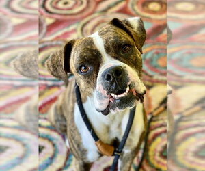 Boxer Dogs for adoption in Austin, TX, USA