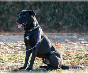 Labrador Retriever-Unknown Mix Dogs for adoption in Clovis, CA, USA