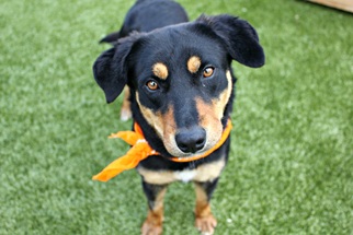Rottweiler Dogs for adoption in Bryan, TX, USA