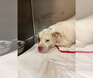 Mutt Dogs for adoption in Riverside, CA, USA