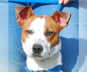 Jack Russell Terrier-Unknown Mix Dogs for adoption in Chesapeake City, MD, USA